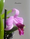 Laelia dayana 